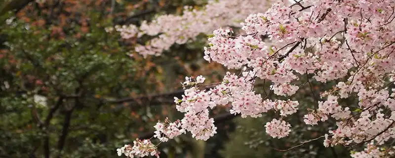 正月初二出生的女孩命運 中年運天財源廣進